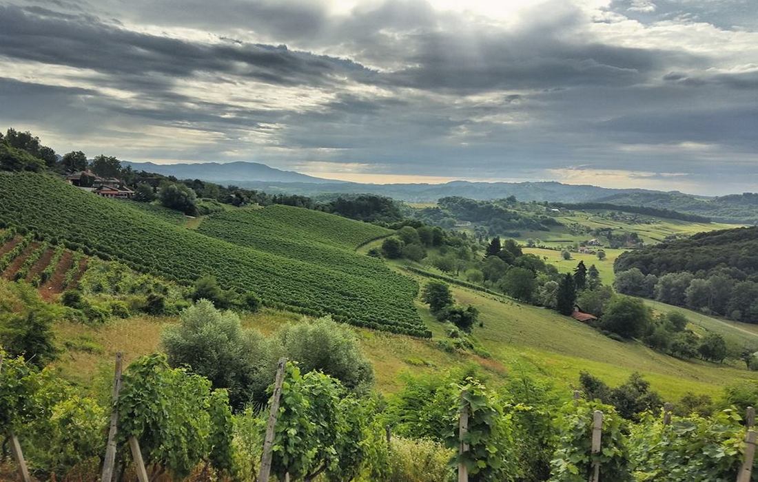 Zagorje vineyards, North Croatia